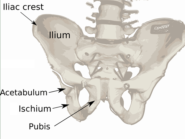 Unterschied zwischen Ilium und Ileum