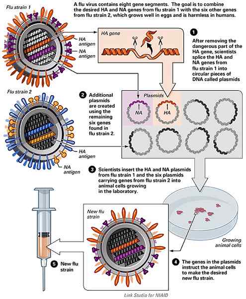 Unterschied zwischen inaktiviertem und rekombinantem Grippeimpfstoff