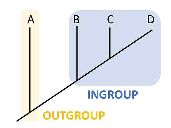 Diferencia entre el grupo y el grupo externo en biología