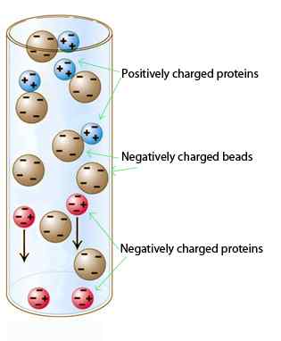 Différence entre l'échange d'ions et la chromatographie d'exclusion de taille