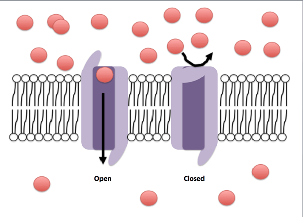 Différence entre les récepteurs ionotropes et métabotropes