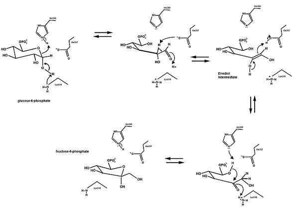 Différence entre l'isomérase et l'enzyme mutase