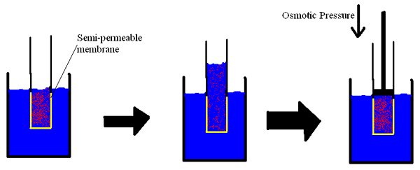 Diferencia entre hiperosmótico y hipoosmótico isosmóticos