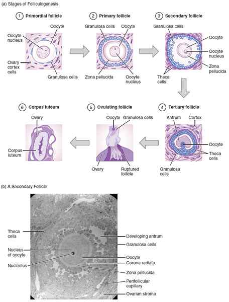 Perbezaan antara IVM dan IVF