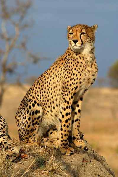Perbezaan antara jaguar dan cheetah