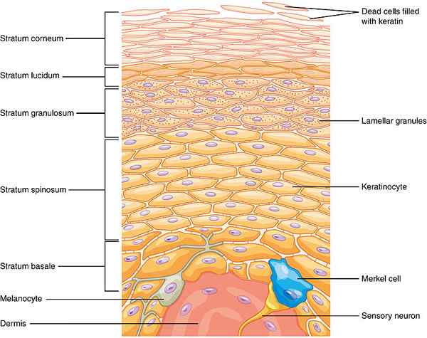 Perbedaan antara epitel keratin dan nonkeratinisasi