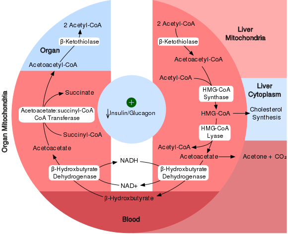 Perbezaan antara ketosis dan ketogenesis