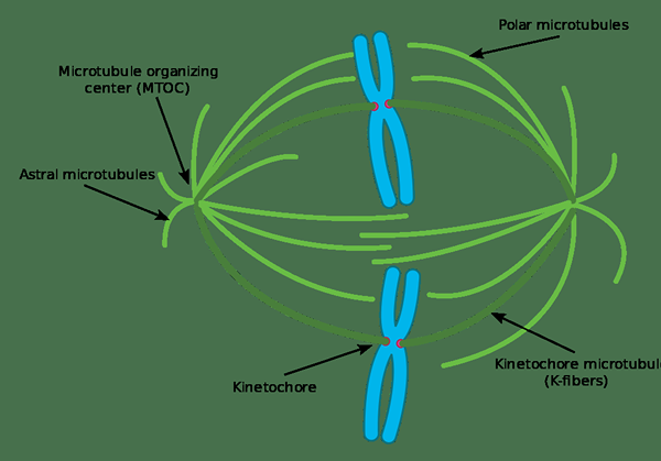 Perbezaan antara microtubules kinetochore dan nonkinetochore