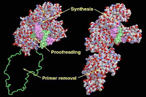 Diferencia entre el fragmento de Klenow y la ADN polimerasa 1