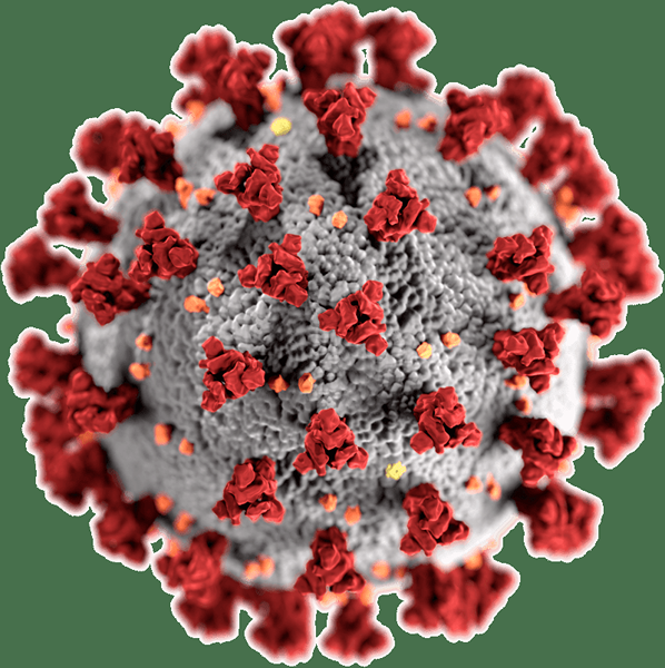 Unterschied zwischen L- und S Coronavirus