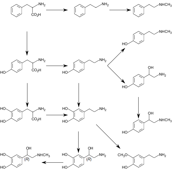 Perbedaan antara L-phenylalanine dan DL-phenylalanine