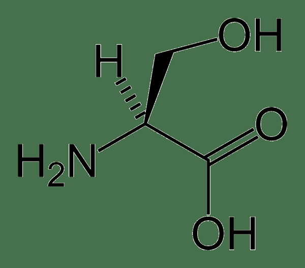 Unterschied zwischen L -serin und Phosphatidylserin