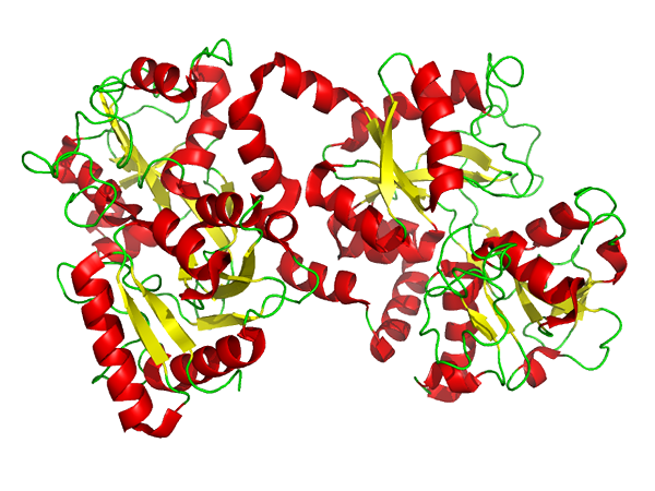 Différence entre la lactoferrine et le colostrum