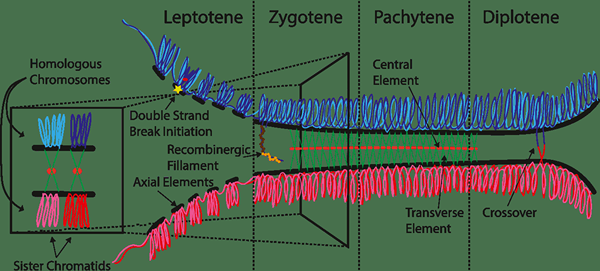 Diferencia entre el leptoteno y el cigoteno