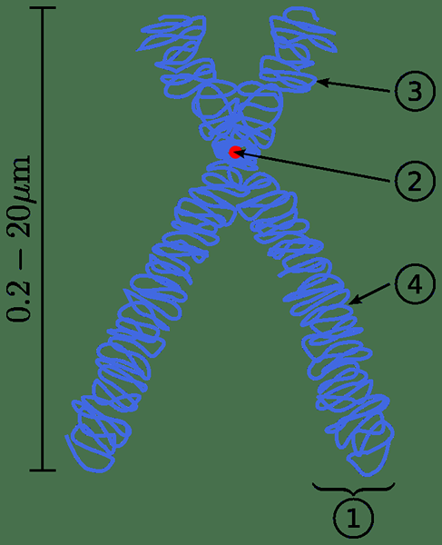 Unterschied zwischen linearer und kreisförmiger DNA