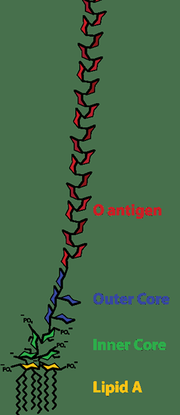 Différence entre LPS et LOS