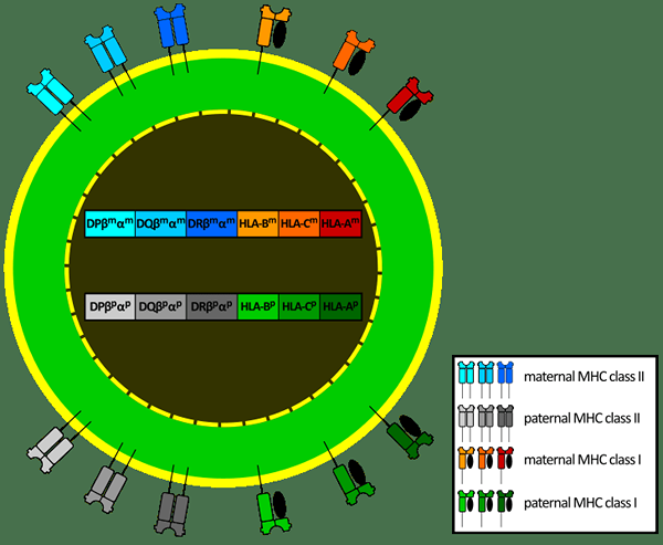 Diferencia entre antígenos de histocompatibilidad mayores y menores