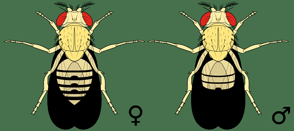 Diferencia entre Drosophila Melanogaster masculino y femenino