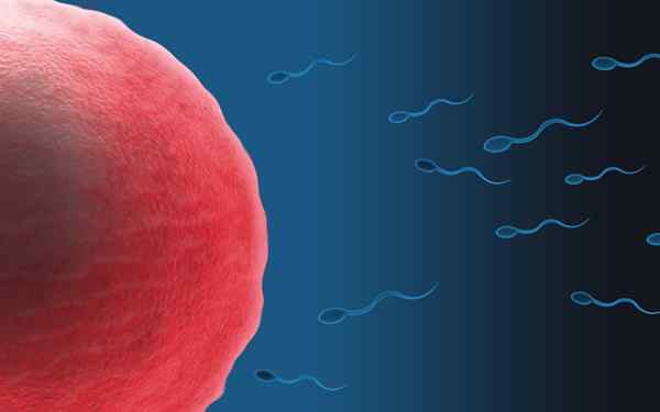 Différence entre les cellules germinales masculines et féminines