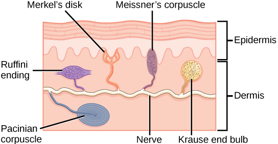 Différence entre les mécanorécepteurs et les propriocepteurs