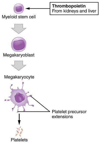 Diferencia entre megacariocito y plaquetas