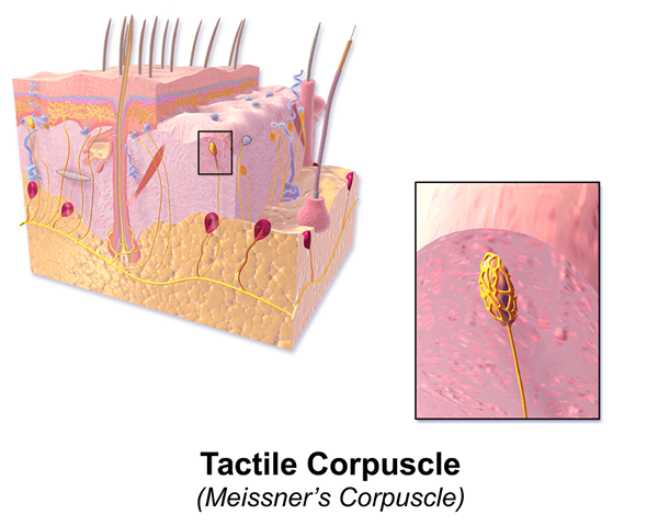 Perbedaan Antara Meissner's Corcuscles dan Corcuscles Pacinian