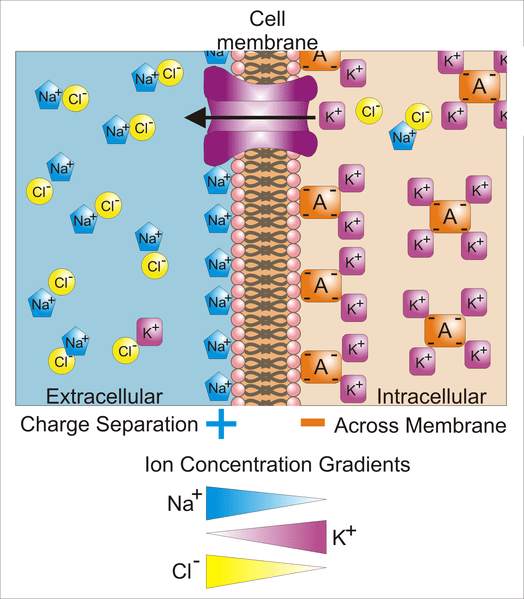 Unterschied zwischen Membranpotential und Gleichgewichtspotential