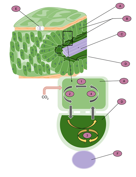 Différence entre la mésophylle et les cellules de la gaine du faisceau