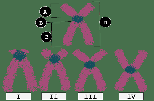 Diferencia entre los cromosomas metacéntricos y telocéntricos