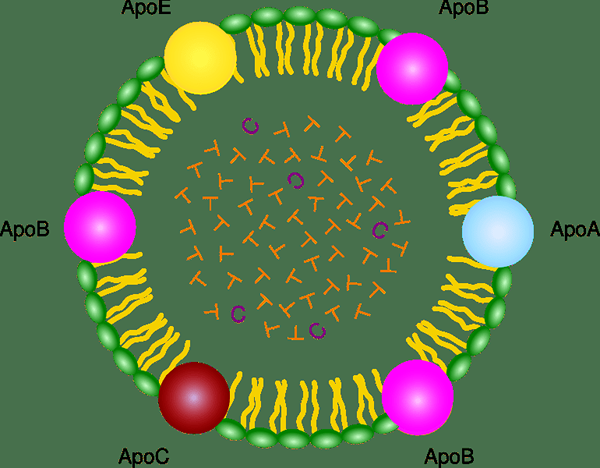 Différence entre les micelles et les chylomicrons