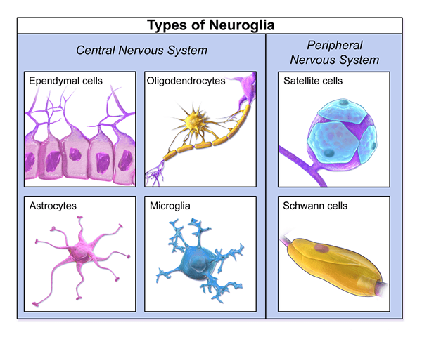 Perbezaan antara microglia dan macroglia