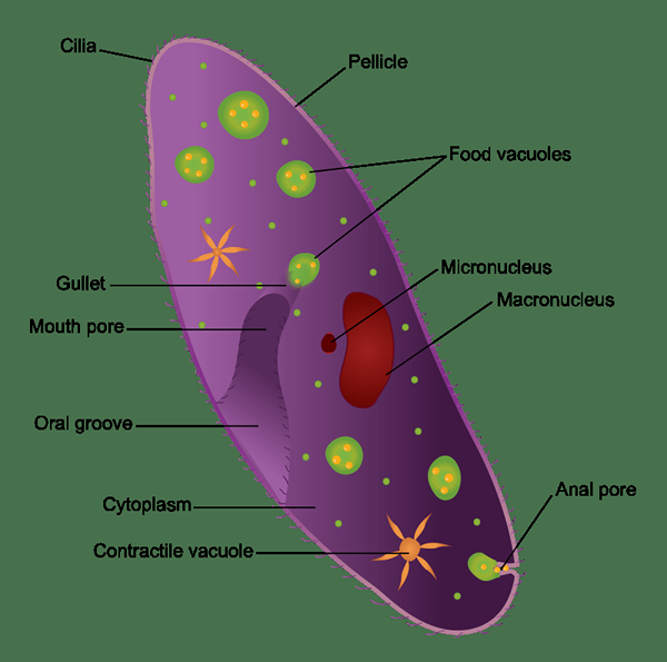 Perbedaan antara micronucleus dan macronucleus