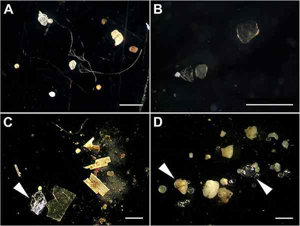 Diferencia entre microplásticos y nanoplásticos