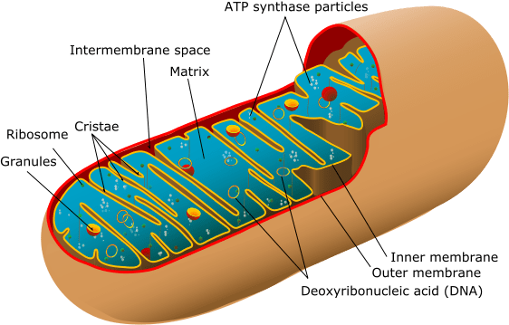 Différence entre les mitochondries et les kinétoplastes