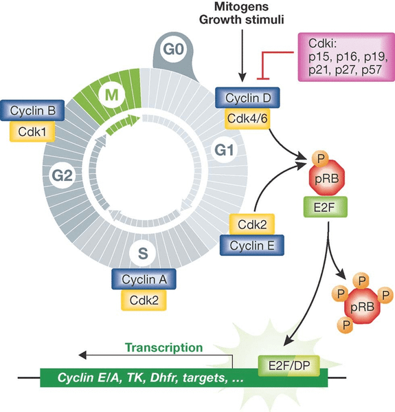 Diferencia entre el mitogen y el factor de crecimiento