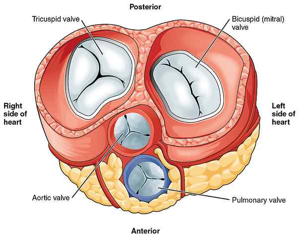 Perbezaan antara injap mitral dan injap aorta