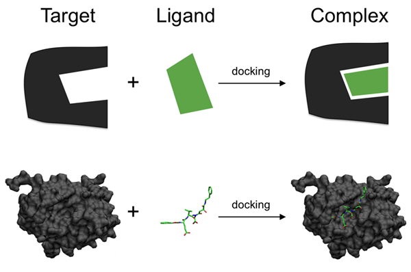 Unterschied zwischen molekularem Docking und Bewertung