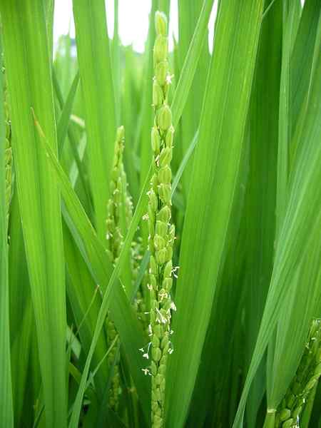 Différence entre les plantes monocarpiques et polycarpiques