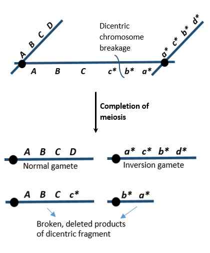 Diferencia entre los cromosomas monocéntricos dicéntricos y policéntricos