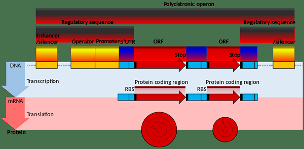 Perbezaan antara mRNA Monocistronic dan Polycistronic