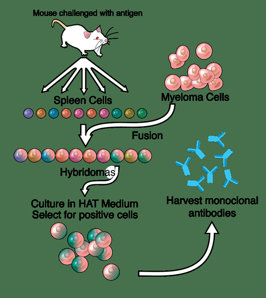 Différence entre les anticorps monoclonaux et les anticorps polyclonaux