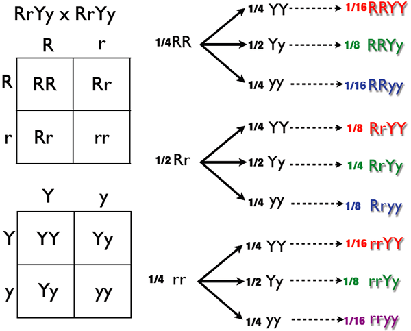 Perbezaan antara salib monohybrid dan dihybrid