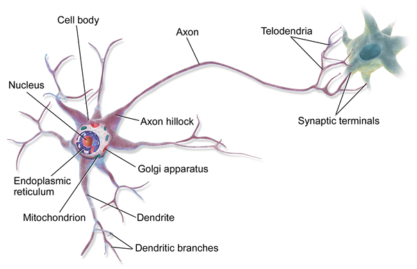 Diferencia entre las neuronas bipolares y unipolares multipolares