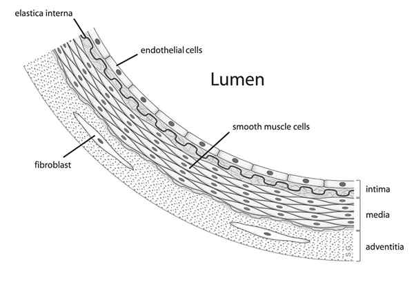 Diferencia entre el músculo liso múltiple y visceral