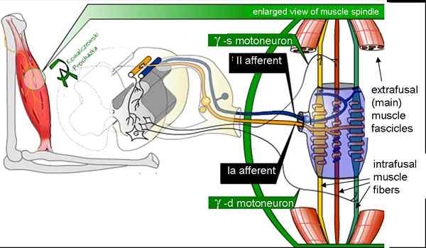 Perbedaan antara spindle otot dan organ tendon golgi