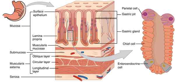 Unterschied zwischen Muscularis -Schicht von Speiseröhre und Magen