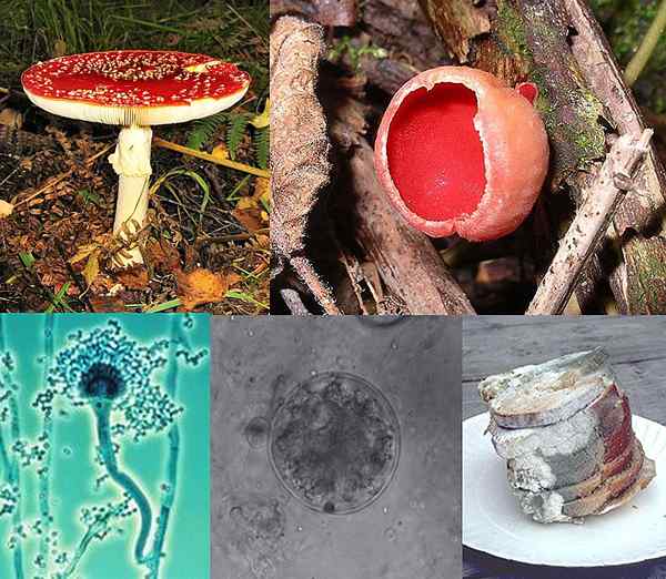 Diferencia entre hongos y hongos