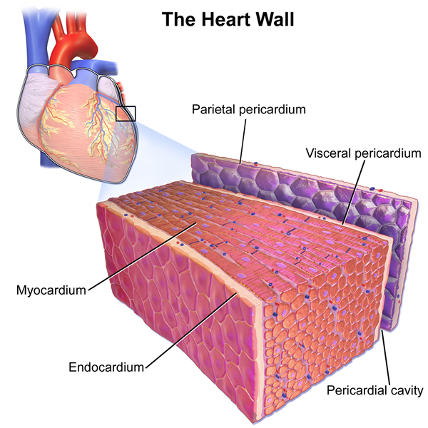 Diferencia entre el miocardio y el pericardio