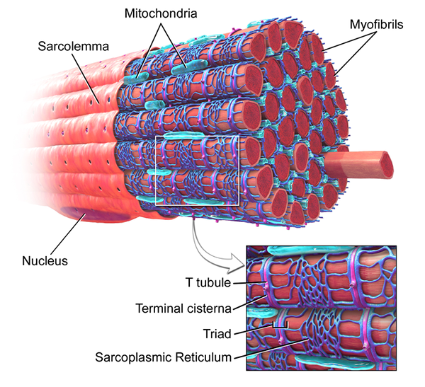 Diferencia entre miofibrillas y sarcómeros