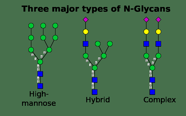 Unterschied zwischen N -Glykosylierung und O -Glykosylierung